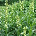 Digitalis ambigua